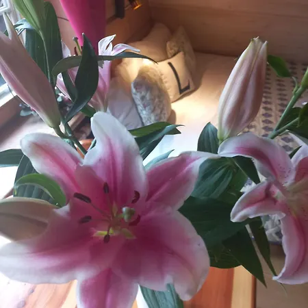 Lily Garden Mizerna