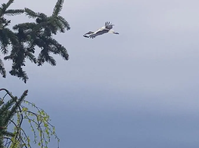 Lily Garden Bed & Breakfast Mizerna